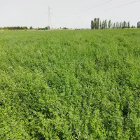 یونجه درجه یک
