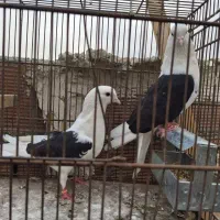کفتر کبوتر