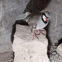 بلدرچین مادر اصلی|پرنده|بهبهان, |دیوار