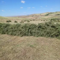 ینجه وعلوفه