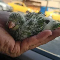 طوطی راهب