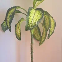 گل پتوس و زامو فیلیا