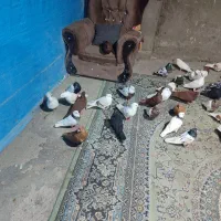 سلام چند تا کبوتر خوب قیمت هم همه جوره داخلشونه