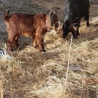 بزوکهره|حیوانات مزرعه|مرودشت, نقش رستم|دیوار