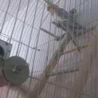 جفت عروس هلندی|پرنده|مشهد, رده|دیوار