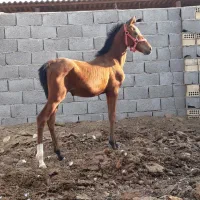 اسب قشقایی|اسب و تجهیزات اسب‌سواری|برخوار, |دیوار