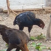 مرغ|حیوانات مزرعه|بجنورد, |دیوار