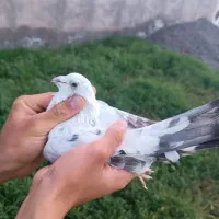 کبوتر در کفتر