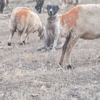 سگ نر|سگ|لاران, |دیوار