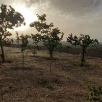 ۲هزارمتر باغ میوه
