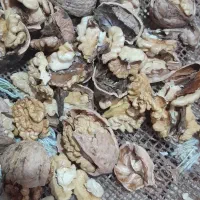 بروجرد‌هست‌گردو|کنسول، بازی ویدئویی و آنلاین|سنندج, |دیوار