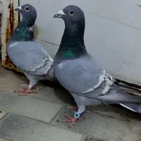 جفت کبوتر خطی