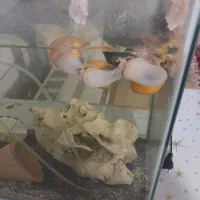 حلزون ( حلزون سیب )|ماهی|پیر بکران, |دیوار