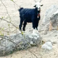 فروش بُز تُرکی|حیوانات مزرعه|لالی, |دیوار