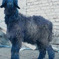 بره ماده داشتی بره قوچ شیشک میش بز|حیوانات مزرعه|مرودشت, فیروزی|دیوار