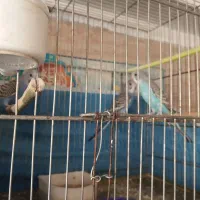 مرغ عشق خوش رنگ وزبل