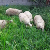 ۸ راس گوسفند ماده