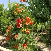 باغچه فروشی یا معاوضه|فروش زمین و ملک کلنگی|شهریار, اسکمان|دیوار