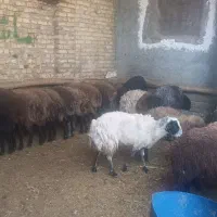 50کیلو 7ملیون|حیوانات مزرعه|کرج, فاز ۳ گوهردشت|دیوار