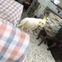 عروس هلندی سفید. حرف میزنه|پرنده|کاشمر, |دیوار