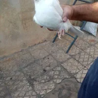 یک جفت سفید بمبویی|پرنده|شیراز, شیخ علی چوپان|دیوار