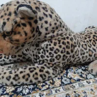 عروسک|اسباب‌بازی بچه|اهواز, کوروش|دیوار