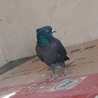 کبوترزاق‌دم‌سیاه