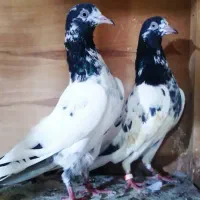 کبوترتیدی بلندپرواز|پرنده|تهران, کوی بیمه|دیوار