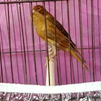 فروش جوجه قناری ۳ماهه جفتش نر