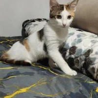 واگذاری بچه گربه