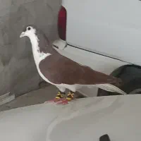 کبوتر|پرنده|رضویه, |دیوار