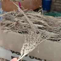 نر خشک و گرده نر موجود است