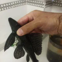 ماهی لجن خوار،کت فیش آکواریوم