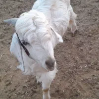 فروش کهره|حیوانات مزرعه|آباده, |دیوار