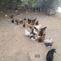 تخم مرغ نطفه دار