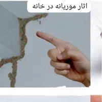 کیپ سمپاشی+موریانه سوسک ساس موش+سم پاشی حشرات|خدمات نظافت|اهواز, گلستان|دیوار