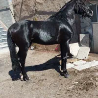 اسب کردمشکی به رنگ عشق