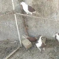 کبوتر