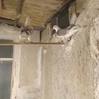 یگ جفت کفتر نر وماده