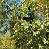 برش و خرید چوب