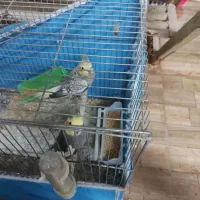 عروس هلندی|پرنده|آبادان, |دیوار