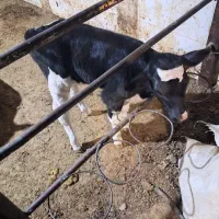 گوساله تازه  دو روزه