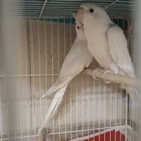 عروس هلنذی