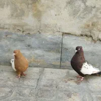 سینه تافته ای