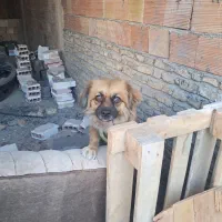 واگذار سگ پاکوتاه