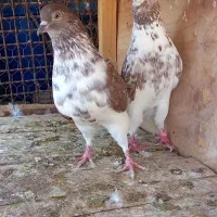 نرو ماده بشرط جوجه پرش تضمینی پسند فقد تماس|پرنده|قم, شهرک مهدیه|دیوار