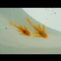 کت فیش پوزه بوته بلوآیز و مشکی