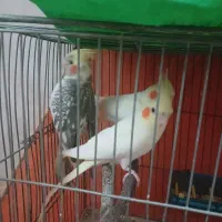 عروس  هلندی .  نر و ماده