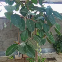 فیکوس|گل و گیاه طبیعی|اردبیل, |دیوار