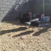 تعداد سه عدد بوقلمون نر بالغ